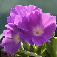 Primula allionii 'Jo Jo'